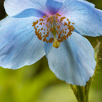 Buy canvas prints of Blue poppy flower head by Joy Walker