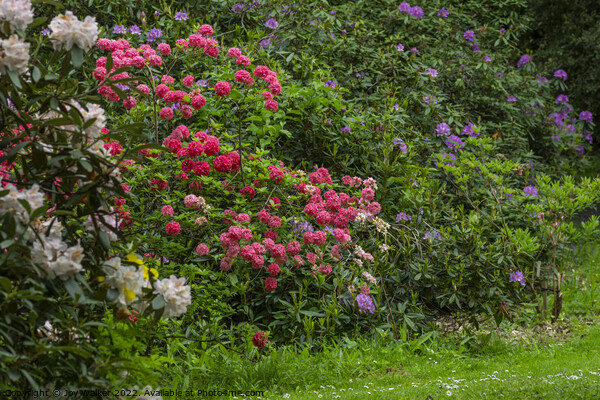 Rhododendron shrubs in full flower Picture Board by Joy Walker