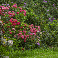 Buy canvas prints of Rhododendron shrubs in full flower by Joy Walker