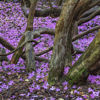 Buy canvas prints of Rhododendron blossom on the ground by Joy Walker