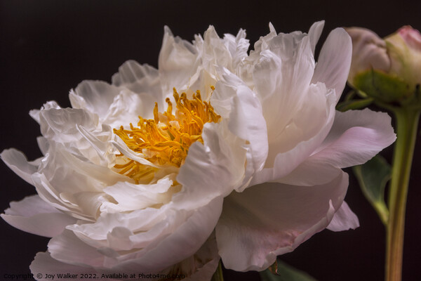 A single pale pink peony with a bud Picture Board by Joy Walker