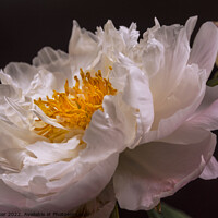 Buy canvas prints of A single pale pink peony with a bud by Joy Walker