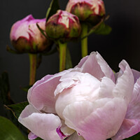 Buy canvas prints of Peony and three buds by Joy Walker