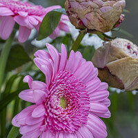 Buy canvas prints of Pink gerbera flowers and dried peony flowers by Joy Walker