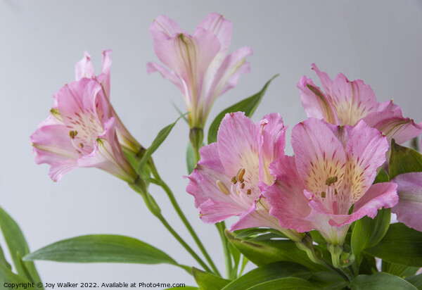 Pink Alstroemeria flowers Picture Board by Joy Walker