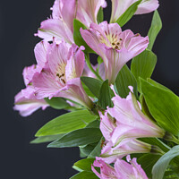Buy canvas prints of Pink Alstroemeria flowers by Joy Walker
