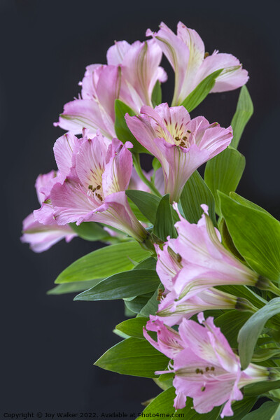 Pink Alstroemeria flowers Picture Board by Joy Walker