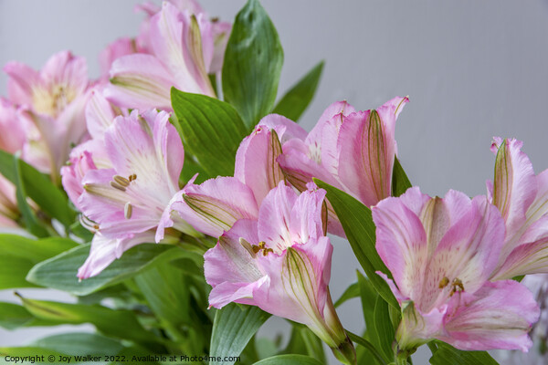 A bouquet of Pink Alstroemeria flowers Picture Board by Joy Walker