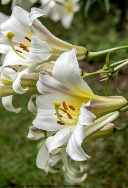 White Lily flowers Picture Board by Joy Walker