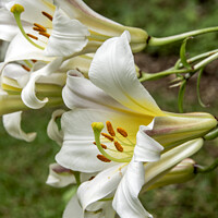 Buy canvas prints of White Lily flowers by Joy Walker