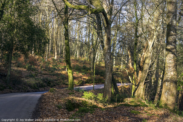 Woodland towards Exmoor, Devon, UK Picture Board by Joy Walker