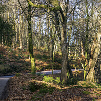 Buy canvas prints of Woodland towards Exmoor, Devon, UK by Joy Walker