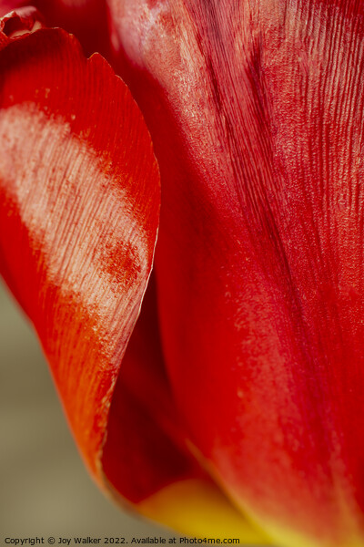 Detail of tulip petals Picture Board by Joy Walker