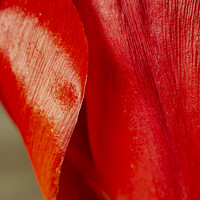 Buy canvas prints of Detail of tulip petals by Joy Walker