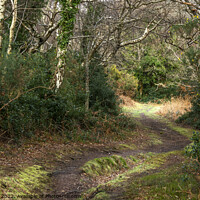 Buy canvas prints of Silver birch trees in Horner wood, Somerset, UK by Joy Walker