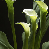 Buy canvas prints of A beautiful white Peace Lily plant  by Joy Walker