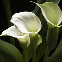 Buy canvas prints of White Peace Lily blooms by Joy Walker