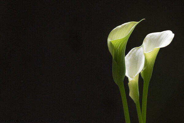 White Peace lily Picture Board by Joy Walker