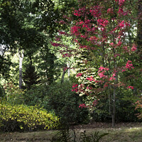 Buy canvas prints of Lone Maple tree by Joy Walker