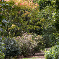Buy canvas prints of Garden scene with an Acer tree.  by Joy Walker