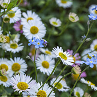 Buy canvas prints of Daisies and forget-me-nots by Joy Walker