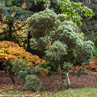 Buy canvas prints of Autumn trees by Joy Walker