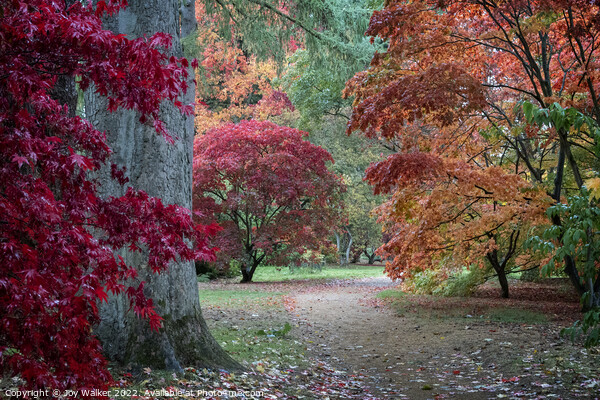 Acer trees in their Autumn colors  Picture Board by Joy Walker