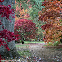 Buy canvas prints of Acer trees in their Autumn colors  by Joy Walker
