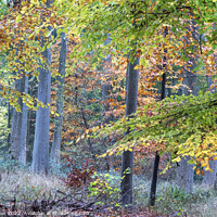 Buy canvas prints of Colorful Autumn woodland by Joy Walker
