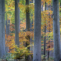 Buy canvas prints of Tree trunks in Autumn by Joy Walker