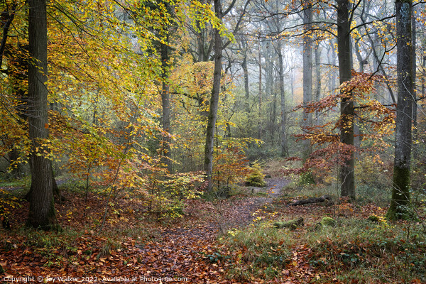 A woodland in the Autumn Picture Board by Joy Walker
