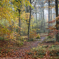 Buy canvas prints of A woodland in the Autumn by Joy Walker