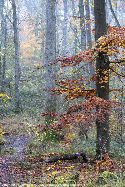 A foggy woodland Picture Board by Joy Walker