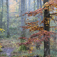 Buy canvas prints of A foggy woodland by Joy Walker