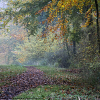 Buy canvas prints of Woodland path by Joy Walker