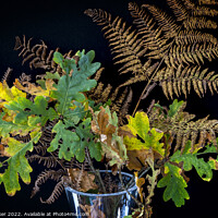 Buy canvas prints of Plant leaves by Joy Walker