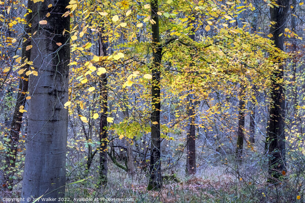 Autumn woodland Picture Board by Joy Walker