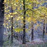 Buy canvas prints of Autumn woodland by Joy Walker