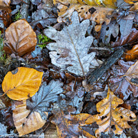 Buy canvas prints of Pattern in the leaves by Joy Walker