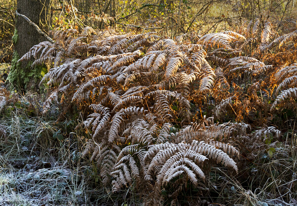 Frost covered ferns in the sunshine Picture Board by Joy Walker