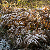 Buy canvas prints of Frost covered ferns in the sunshine by Joy Walker