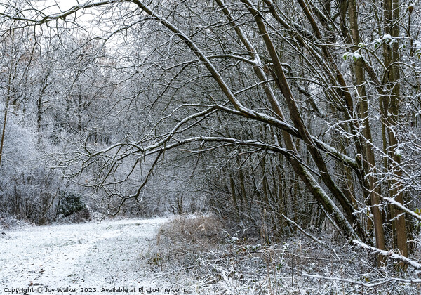 A snow covered woodland walk Picture Board by Joy Walker