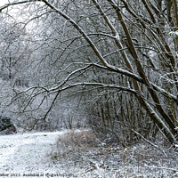 Buy canvas prints of A snow covered woodland walk by Joy Walker