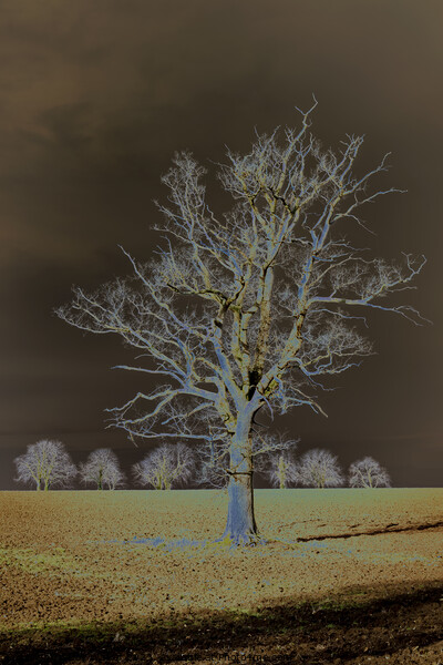 A tree in a field Picture Board by Joy Walker