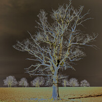 Buy canvas prints of A tree in a field by Joy Walker
