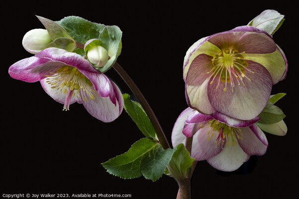 Flowering Hellebore with pink edges to the petals Picture Board by Joy Walker