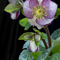 Buy canvas prints of Flowering Hellebore with pink edges to the petals by Joy Walker
