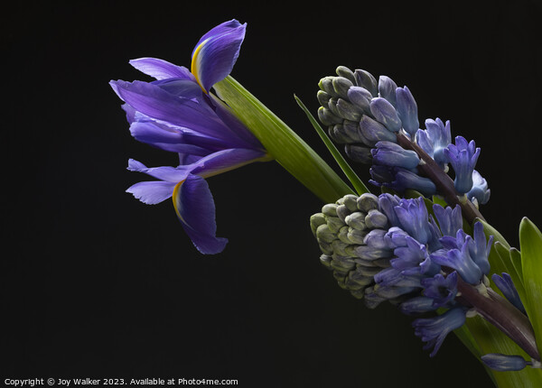 Iris and Hyacinth flowers  Picture Board by Joy Walker