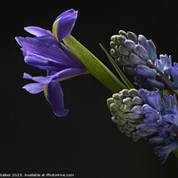 Buy canvas prints of Iris and Hyacinth flowers  by Joy Walker