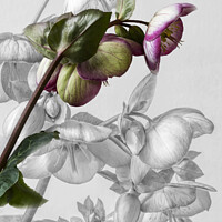 Buy canvas prints of Hellebore Blooms by Joy Walker